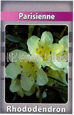 RHODODENDRON Parisienne - Click Image to Close