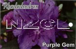 RHODODENDRON Purple Gem