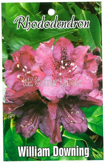 RHODODENDRON William Downing - Click Image to Close