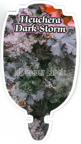 HEUCHERA Dark Storm - Click Image to Close