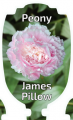 PAEONIA JAMES PILLOW