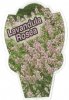 Lavandula agustifolia Rosea