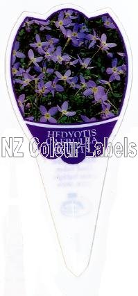 HEDYOTIS caerulea Bluets - Click Image to Close