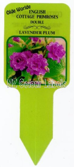 PRIMROSE Lavender Plum - Click Image to Close