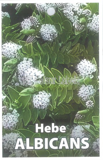 HEBE Albicans - Click Image to Close