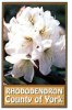 RHODODENDRON County Of York