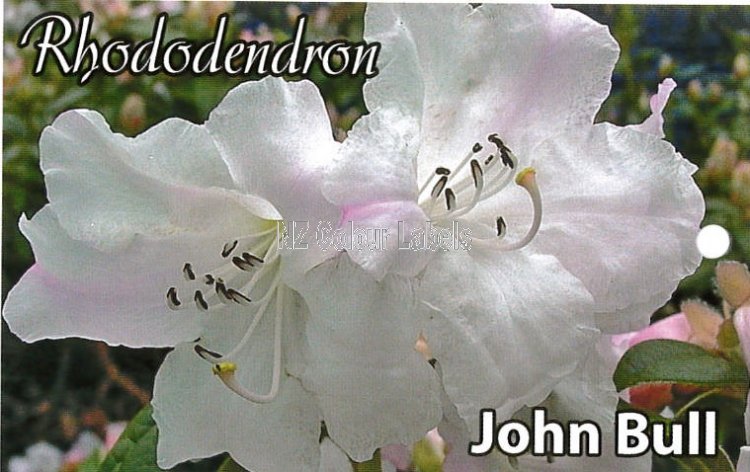 RHODODENDRON John Bull - Click Image to Close