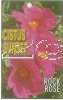 CISTUS Sunset