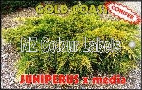 JUNIPERUS pfitzeriana Gold Coast - Click Image to Close