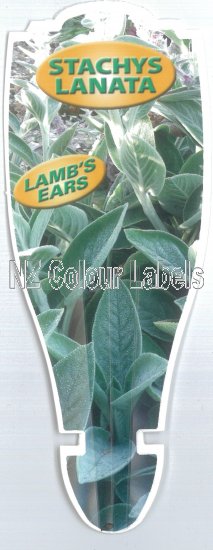 STACHYS lanata [Lambs Ear] - Click Image to Close