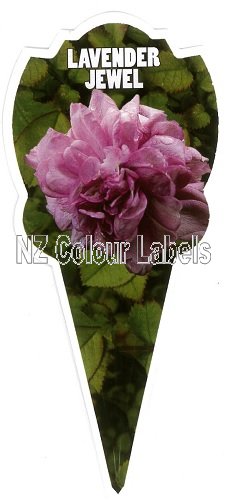 ROSE MINIATURE Lavender Jewel - Click Image to Close