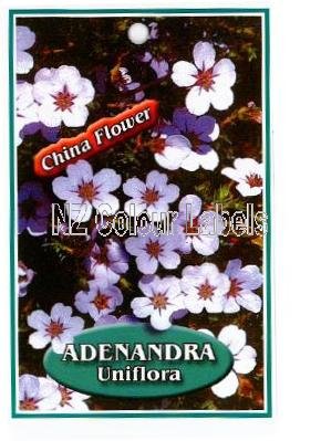 ADENANDRA Uniflora - Click Image to Close