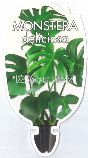 MONSTERA deliciosa [Swiss Cheese Plant] - Click Image to Close