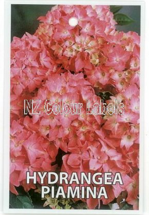 Hydrangea Piamina - Click Image to Close