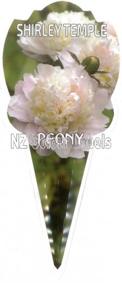 PAEONIA (peony) Shirley Temple - Click Image to Close