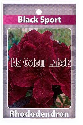 RHODODENDRON Black Sport - Click Image to Close