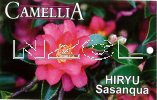 CAMELLIA Hiryu Sasanqua