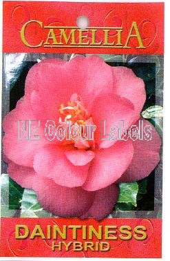 CAMELLIA Daintiness - Click Image to Close