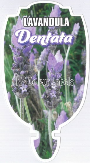 LAVENDULA dentata - Click Image to Close