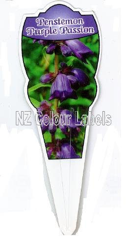 PENSTEMON Purple Passion - Click Image to Close