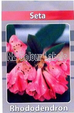 RHODODENDRON Seta - Click Image to Close