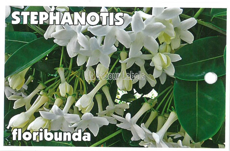 STEPHANOTIS floribunda - Click Image to Close