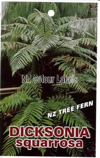 DICKSONIA squarrosa - Click Image to Close