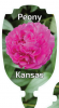 PAEONIA KANSAS