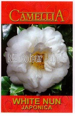 CAMELLIA White Nun - Click Image to Close