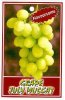 GRAPE July Muscat