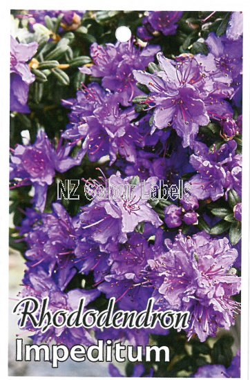 RHODODENDRON Impeditum - Click Image to Close