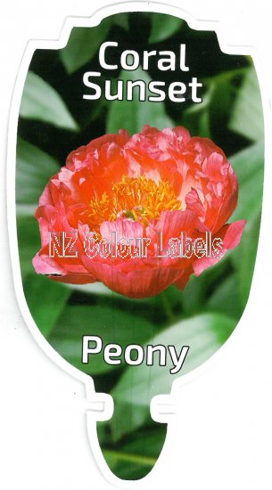 PAEONIA (Peony) Coral Sunset - Click Image to Close