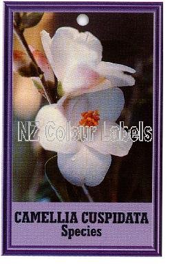 CAMELLIA Cuspidata Species - Click Image to Close