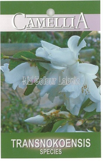 CAMELLIA Transnokoensis - Click Image to Close