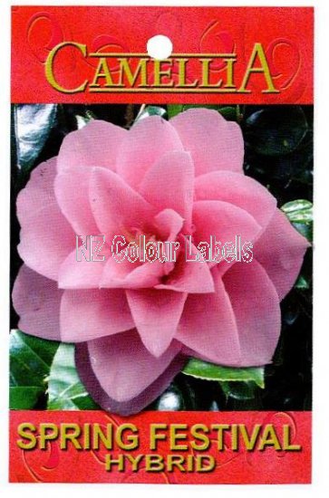 CAMELLIA Spring Festival Hybrid - Click Image to Close