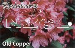 RHODODENDRON Old Copper