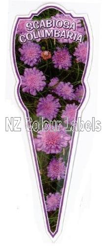 SCABIOSA columbaria - Blue - Click Image to Close