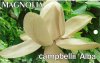 MAGNOLIA campbellii Alba