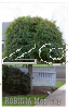 ROBINIA Mop Top