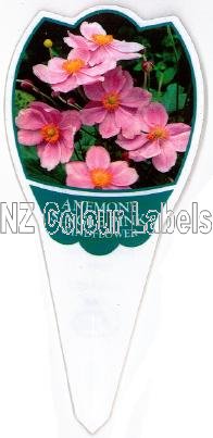 ANEMONE Japanese Single Pink - Click Image to Close