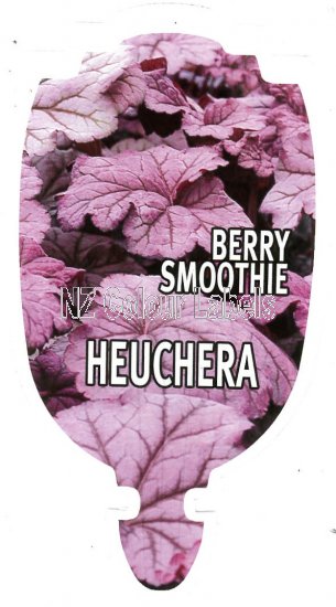 HEUCHERA Berry Smoothie - Click Image to Close