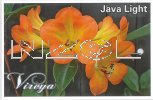 RHODODENDRON vireya Java Light