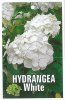 HYDRANGEA White