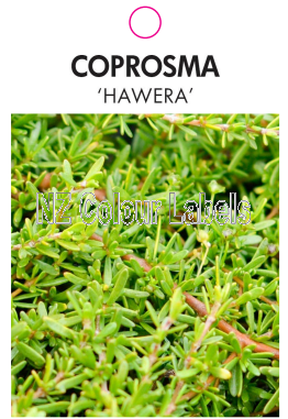 COPROSMA Hawera - Click Image to Close