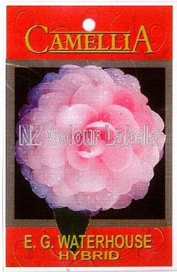 CAMELLIA E.g. Waterhouse - Click Image to Close