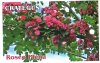 CRATAEGUS roseo Plena