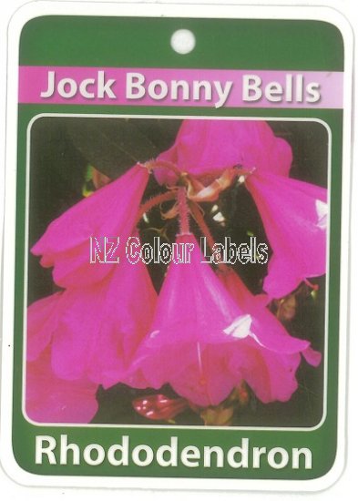 RHODODENDRON Jock Bonny Bell - Click Image to Close