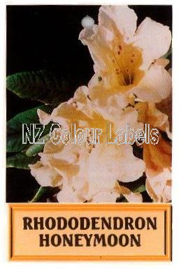 RHODODENDRON Honeymoon - Click Image to Close