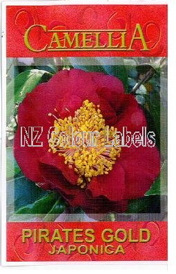 CAMELLIA Pirates Gold - Click Image to Close