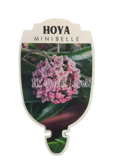 HOYA Minibelle - Click Image to Close